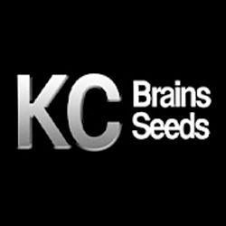 KC Brains Seeds