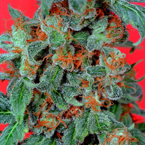 Orange Bud