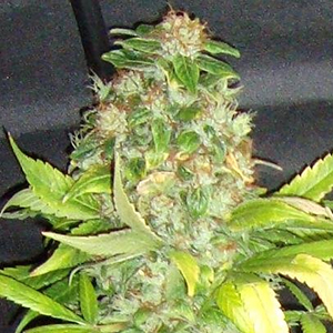 Ortega Indica